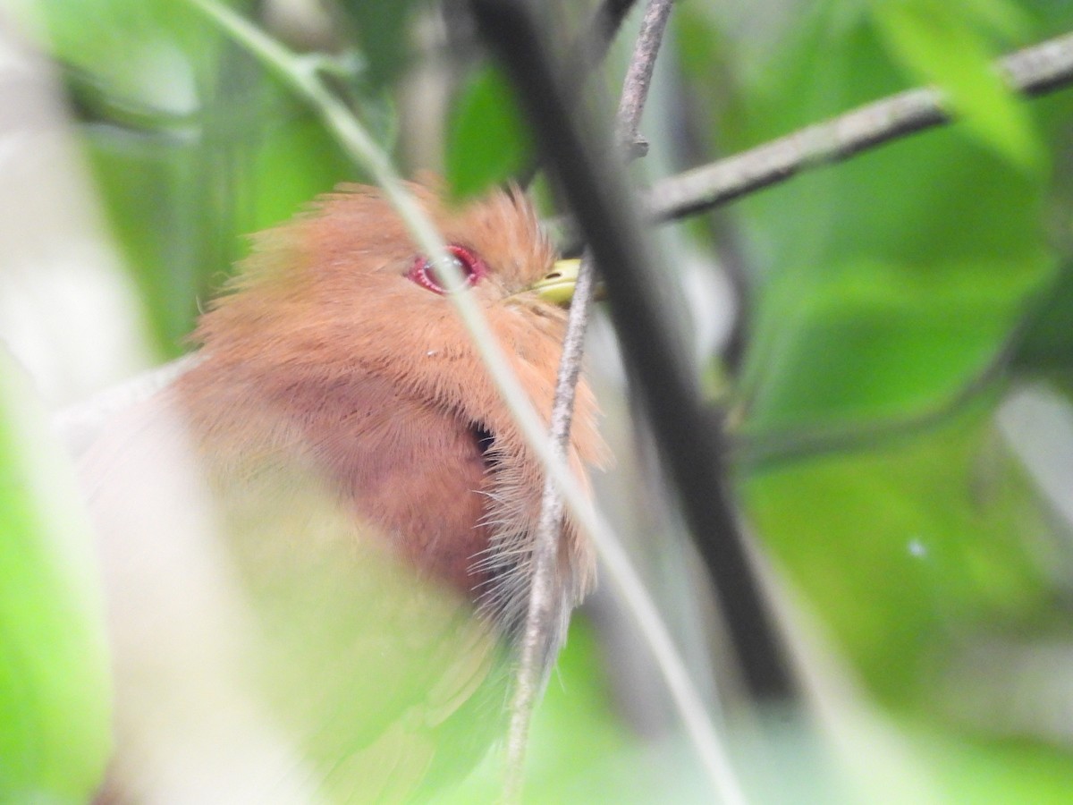 Little Cuckoo - ML639891793