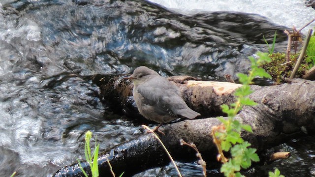 American Dipper - ML639891930
