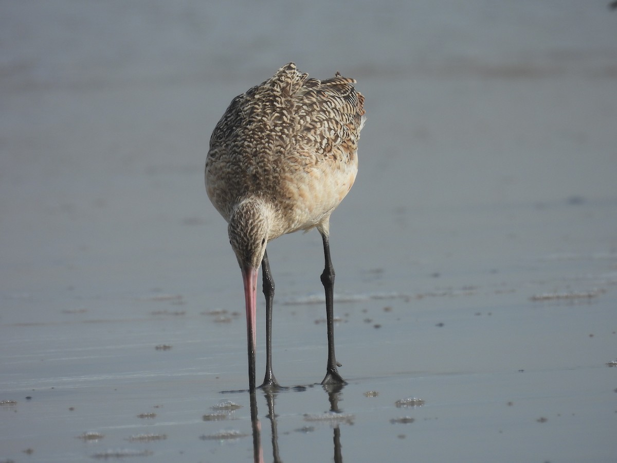 Marbled Godwit - ML639892063
