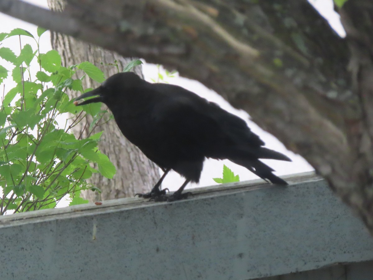American Crow - ML639892113