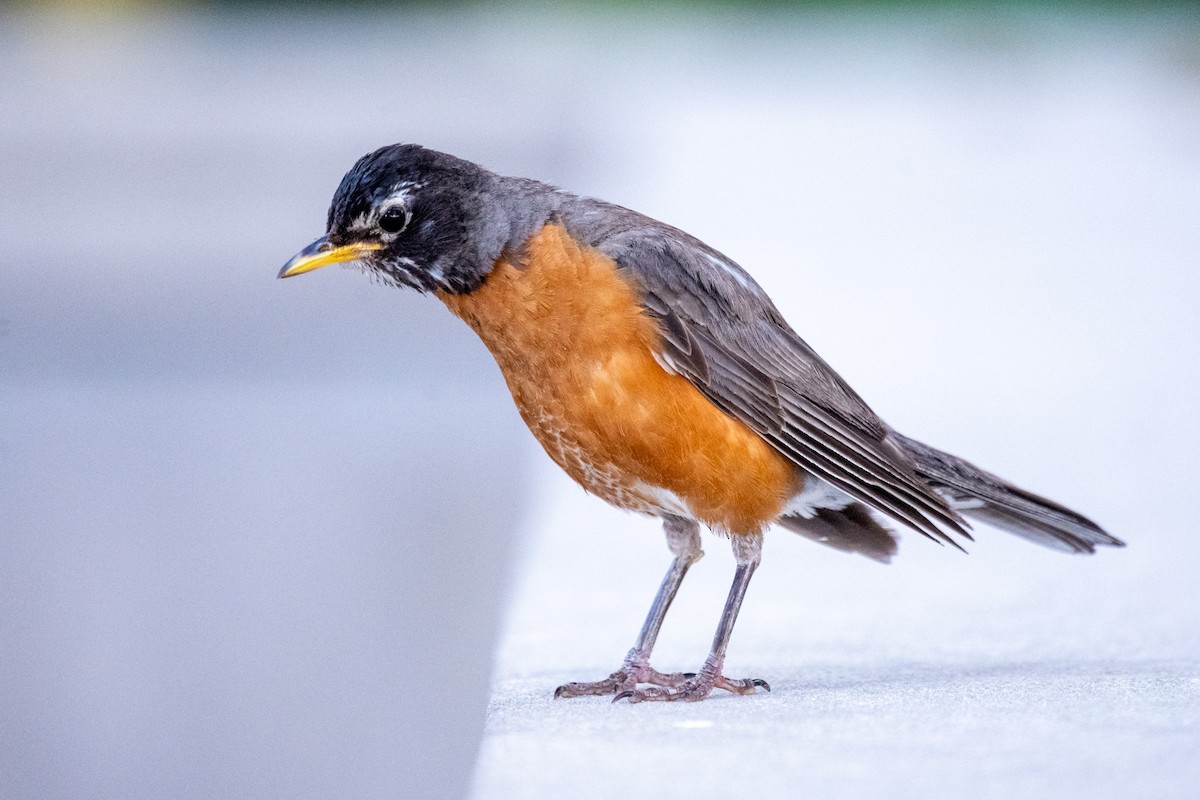 American Robin - ML639892121
