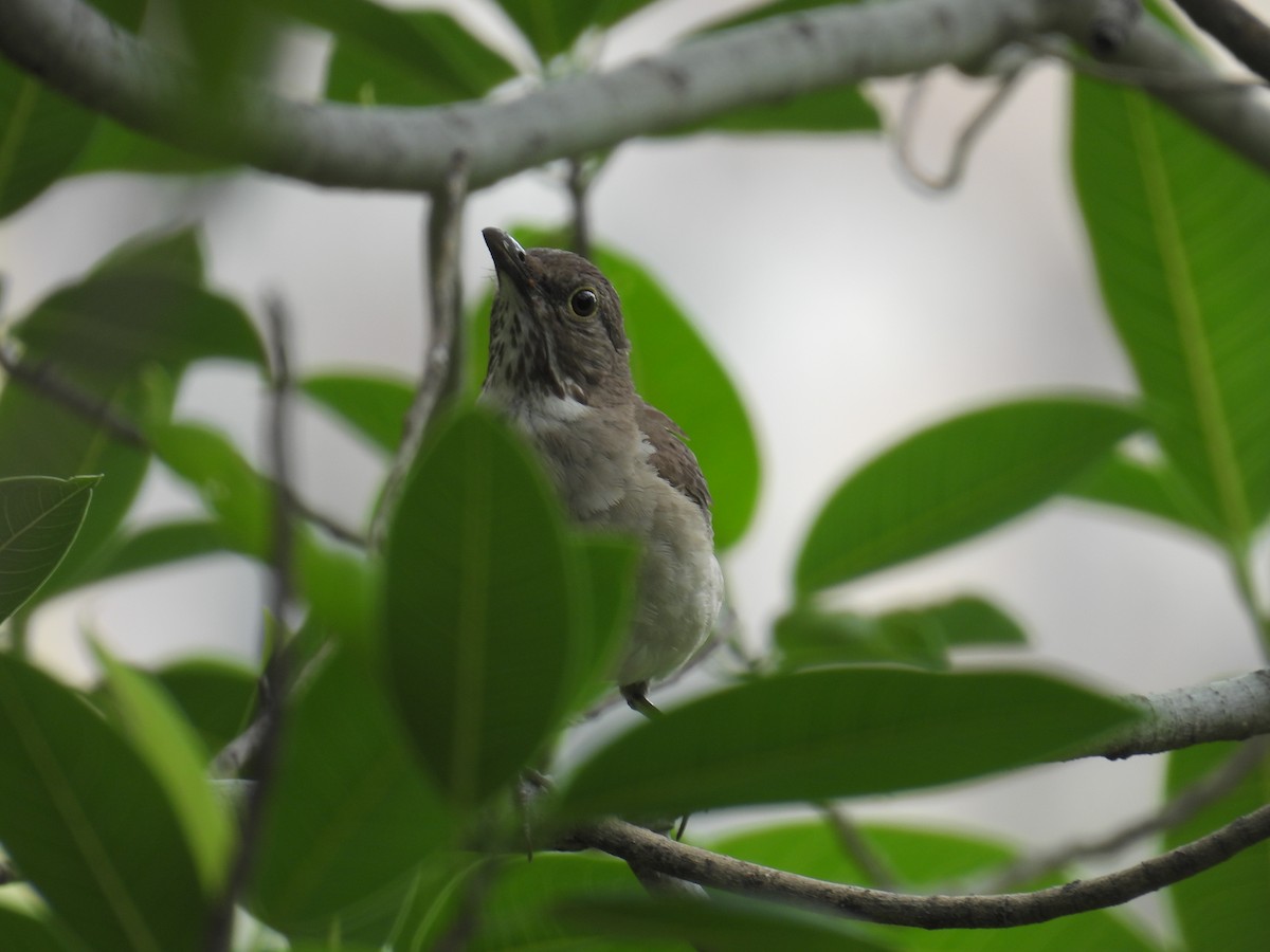 White-throated Thrush - ML639892188