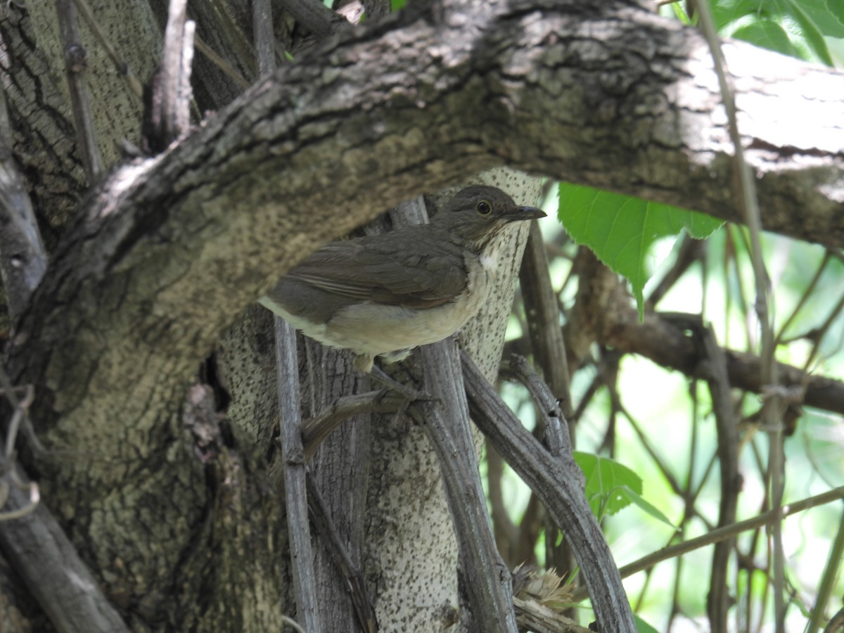 White-throated Thrush - ML639892189