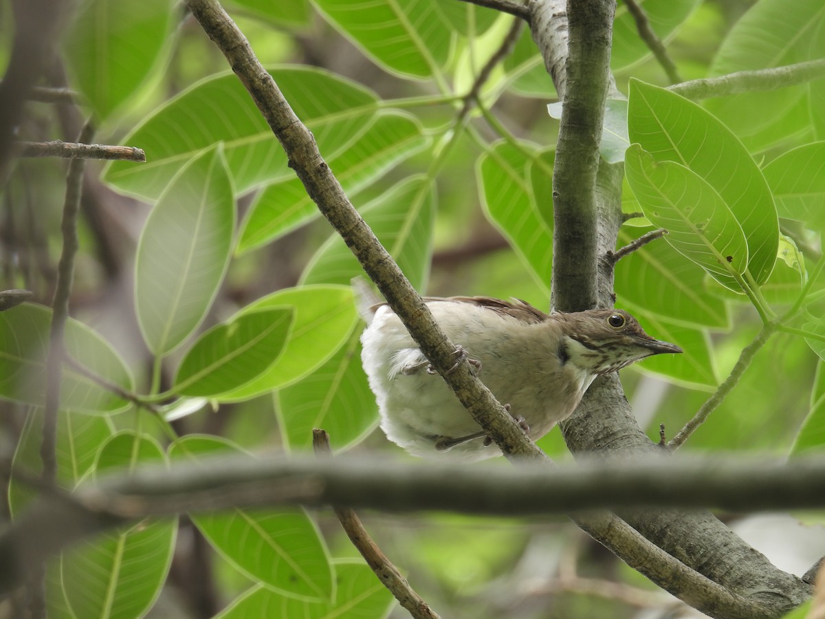 White-throated Thrush - ML639892191
