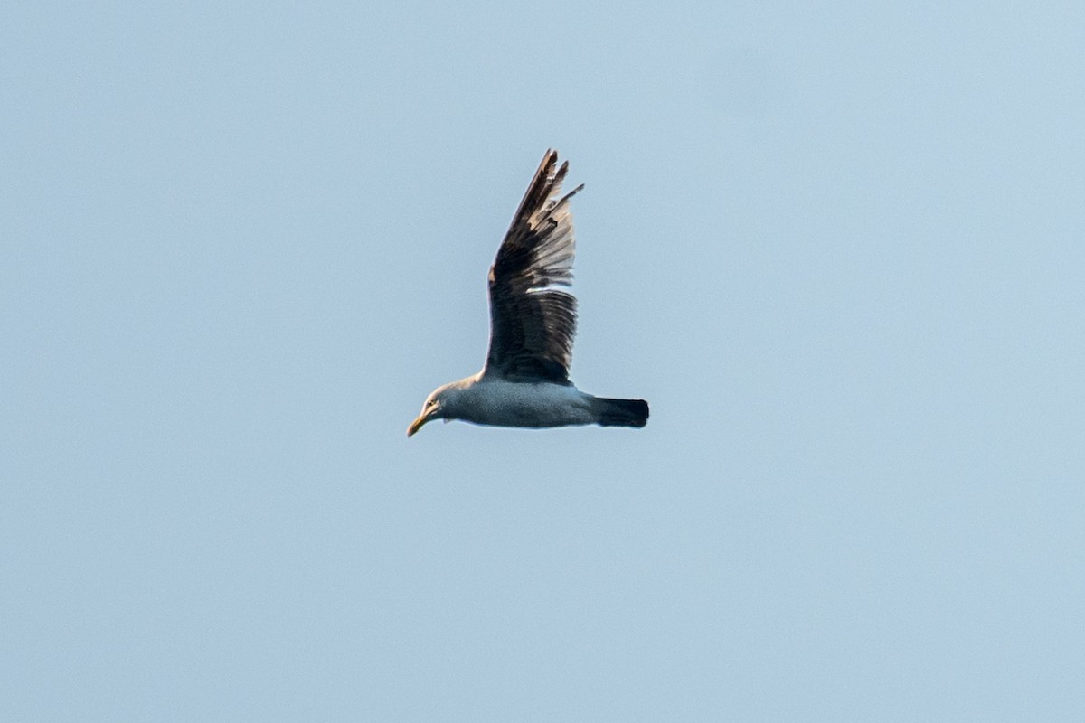 American Herring Gull - ML639892192