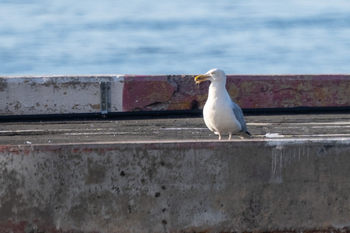 American Herring Gull - ML639892193