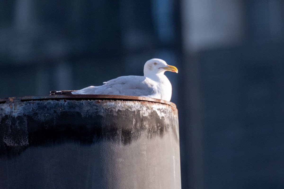 American Herring Gull - ML639892194