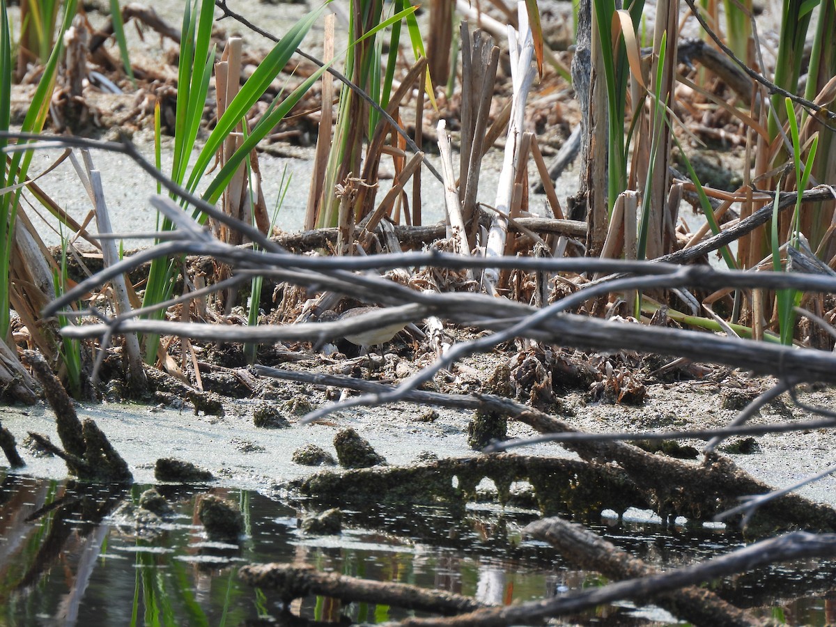 eremittsnipe - ML639892226