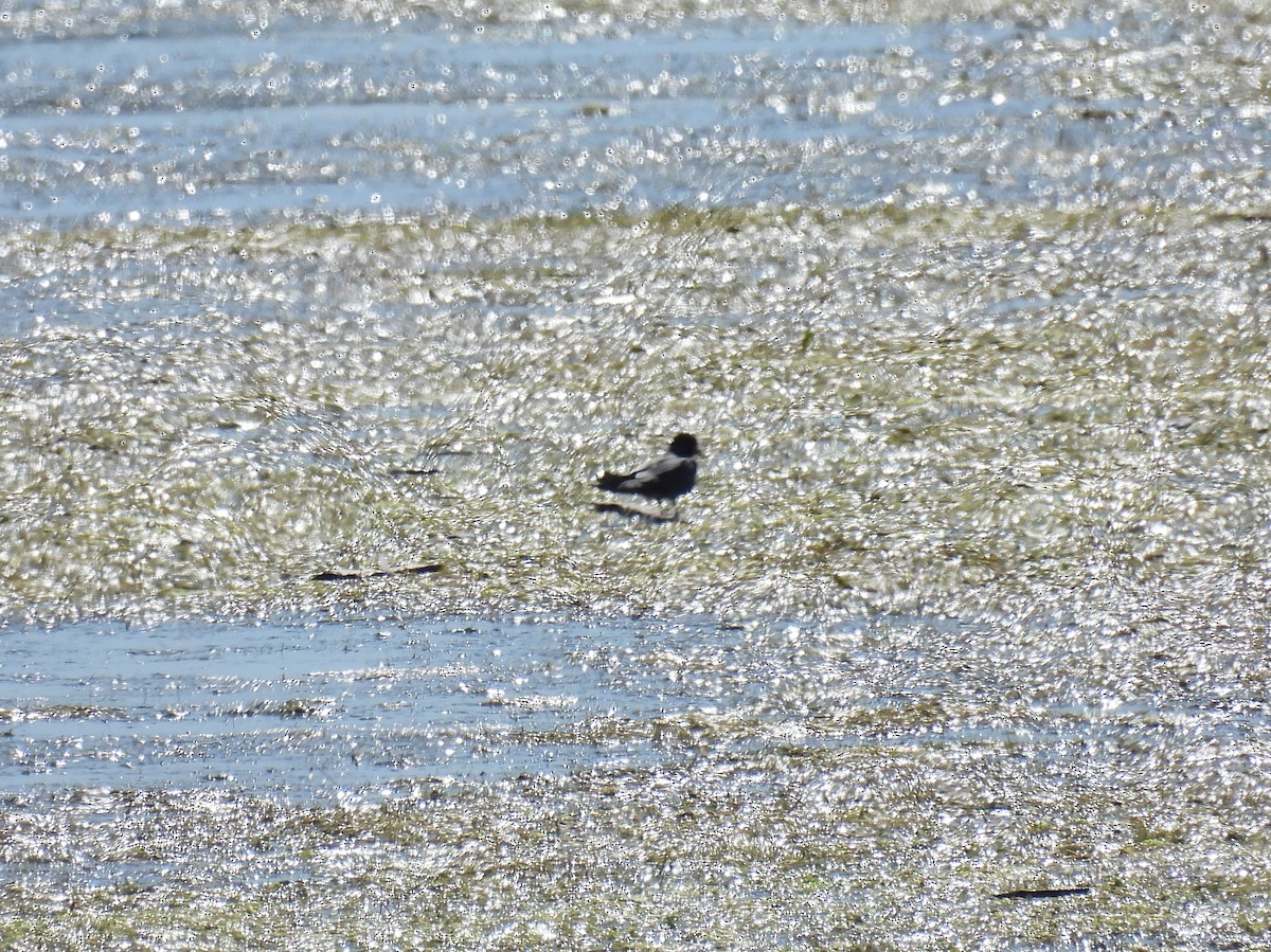 Black Tern - ML639892238