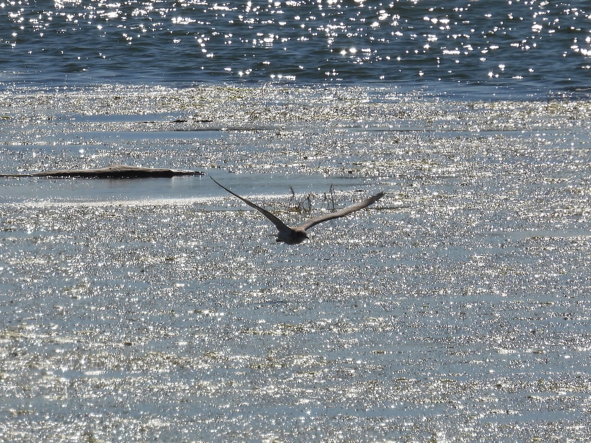 Black Tern - ML639892249