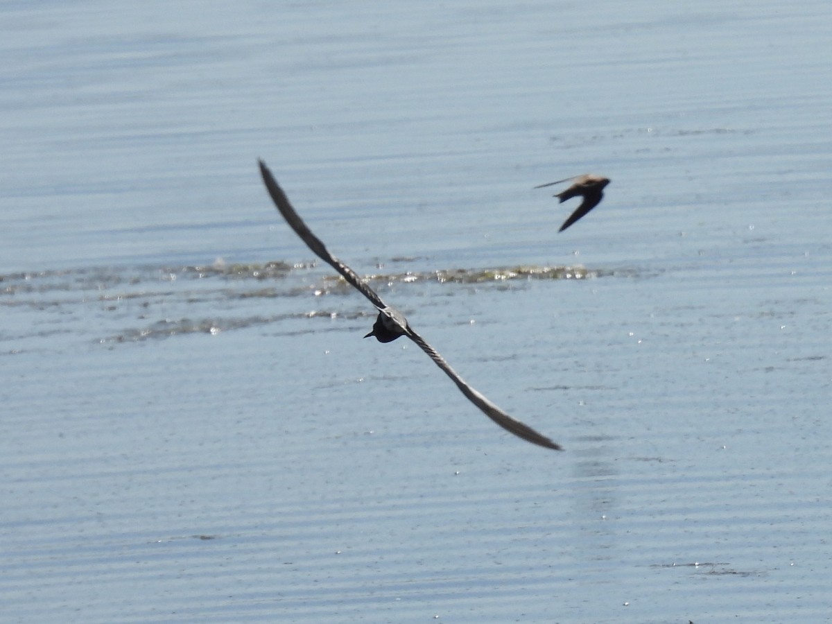 Black Tern - ML639892307