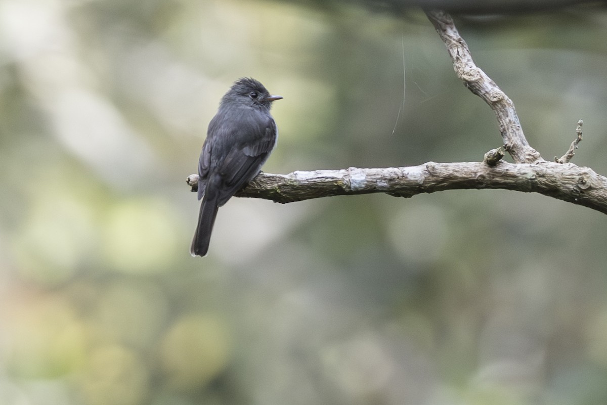 Blackish Pewee - ML639892327