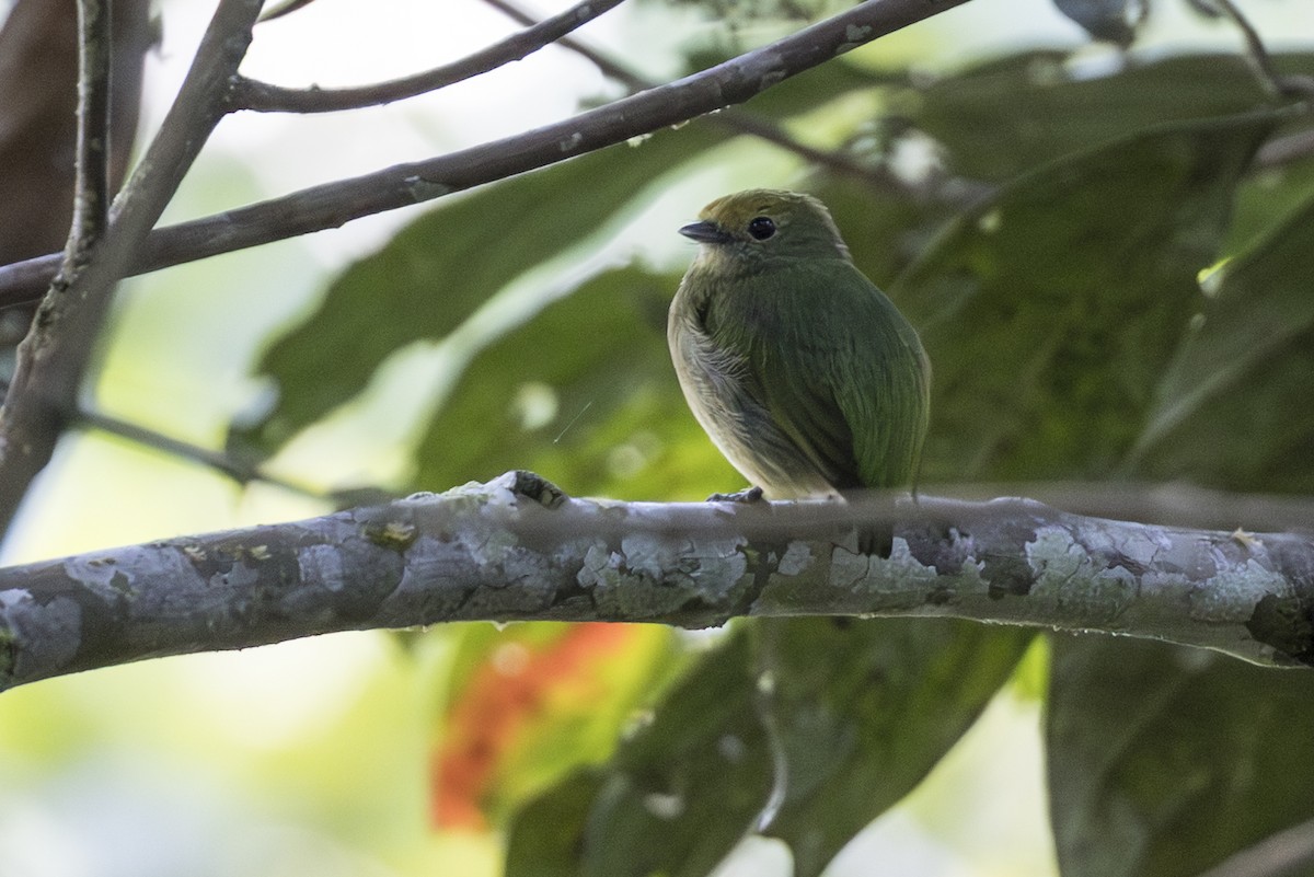 blågumpmanakin - ML639892330