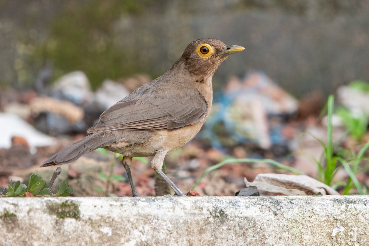 Spectacled Thrush - ML639892355