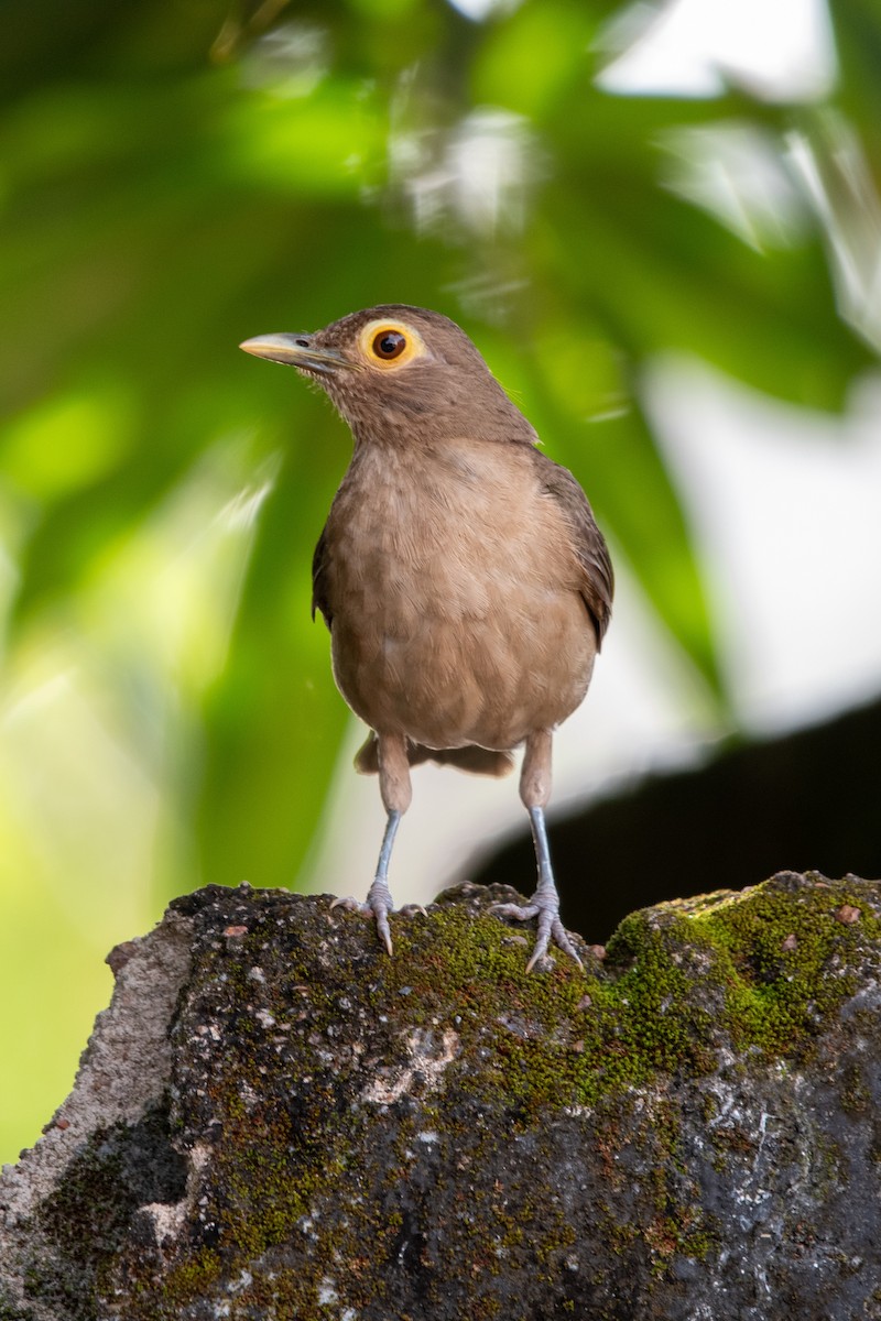 Spectacled Thrush - ML639892356