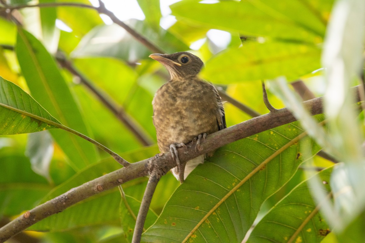 Spectacled Thrush - ML639892357
