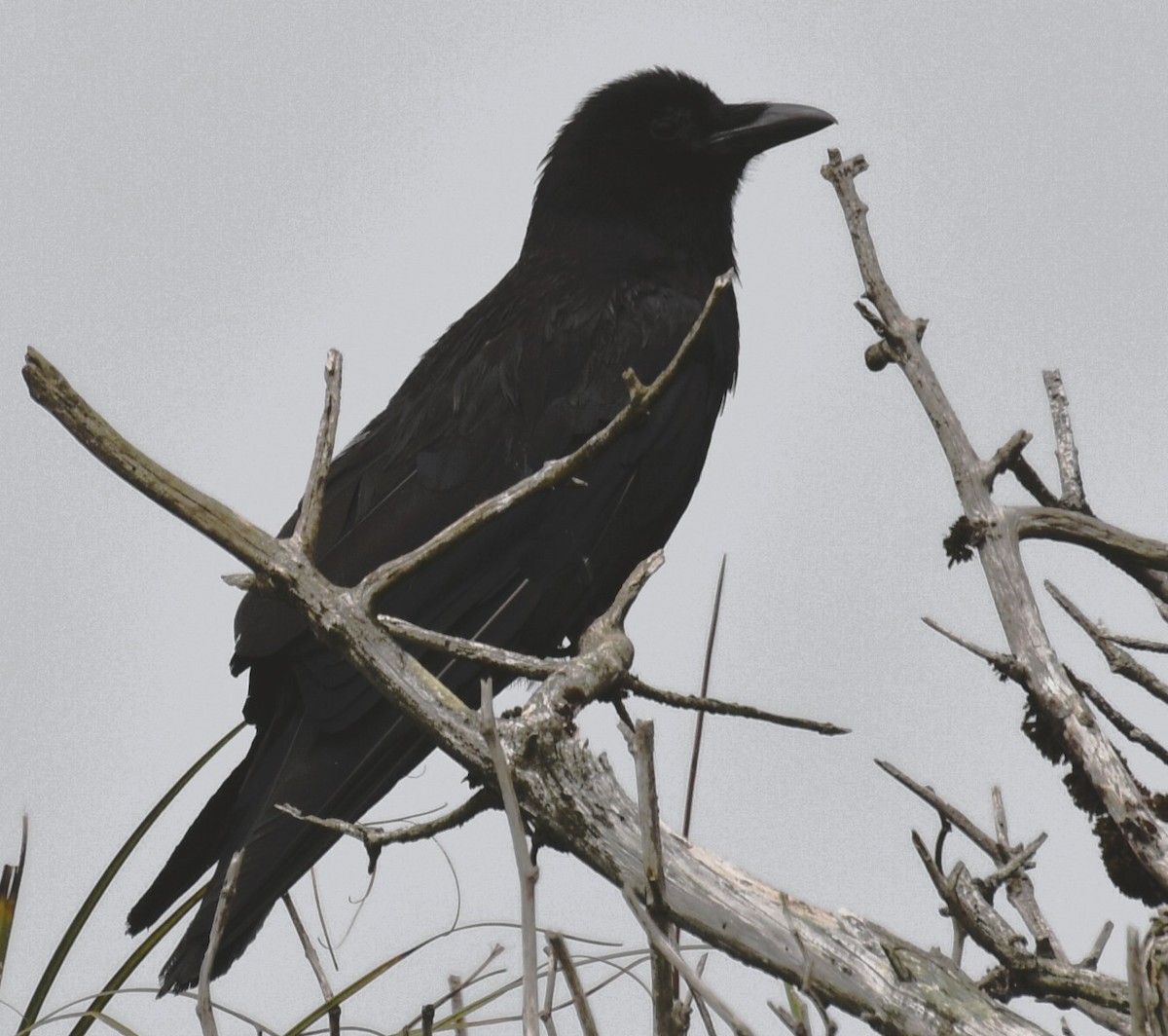 American Crow - ML639892358