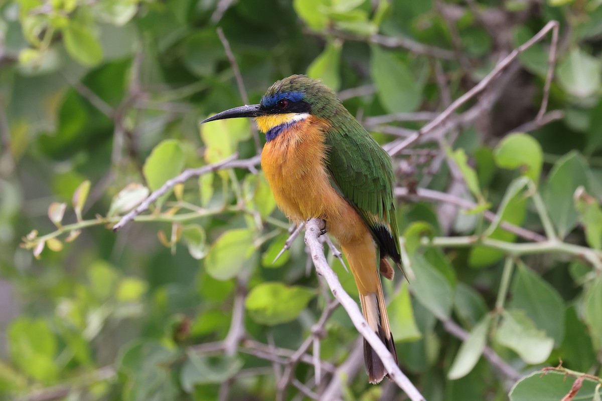 Ethiopian Bee-eater - ML639892361