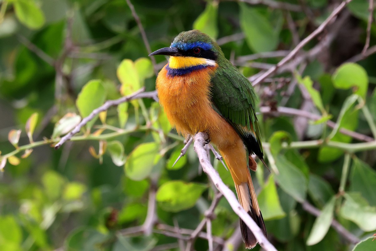 Ethiopian Bee-eater - ML639892363