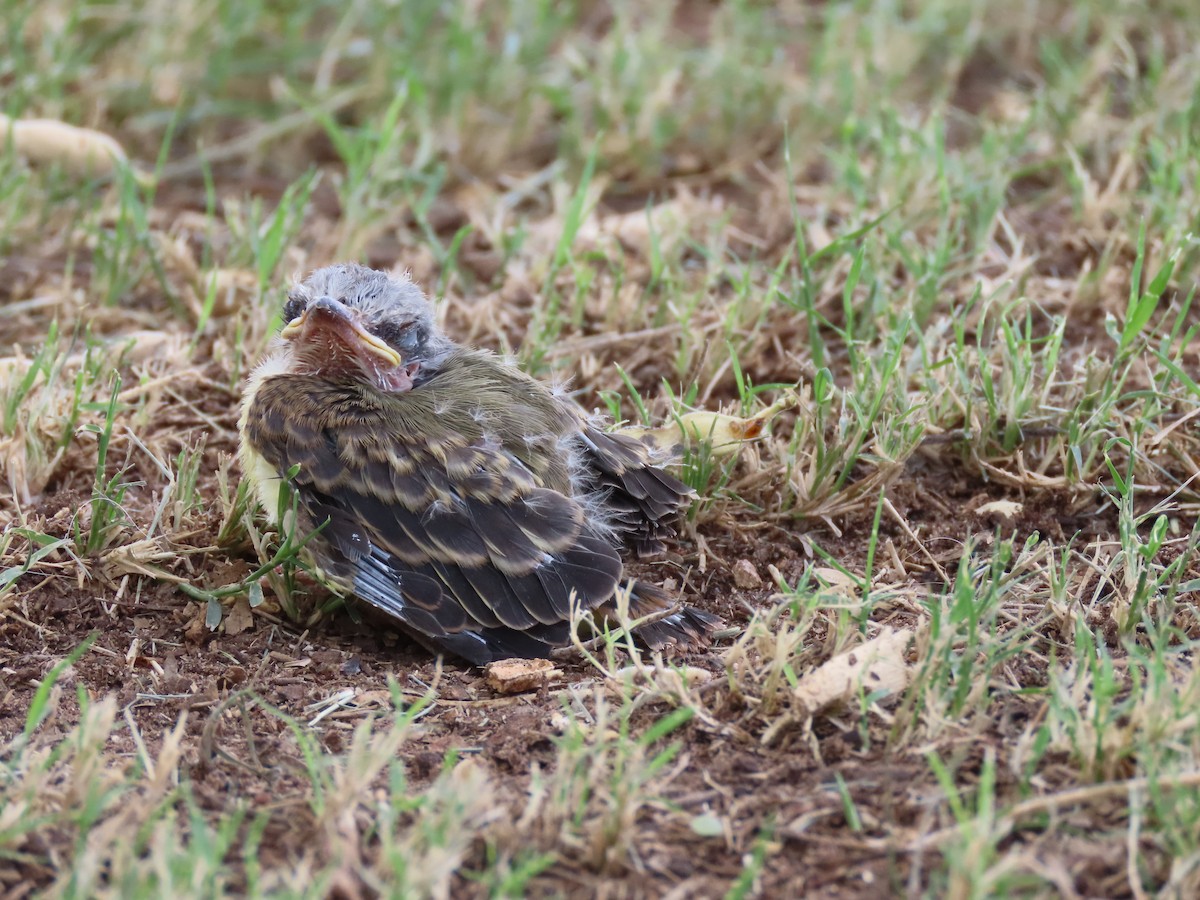Tropical Kingbird - ML639892396