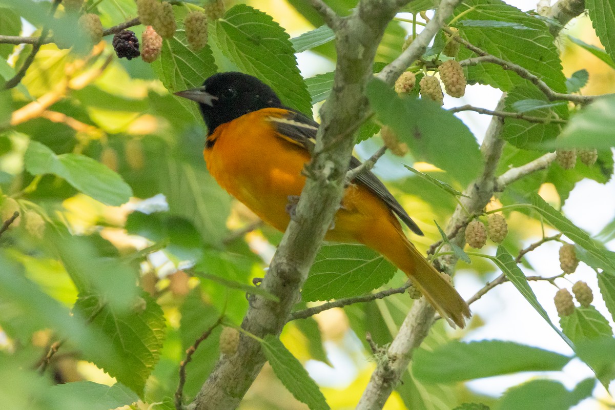 Baltimore Oriole - ML639892404