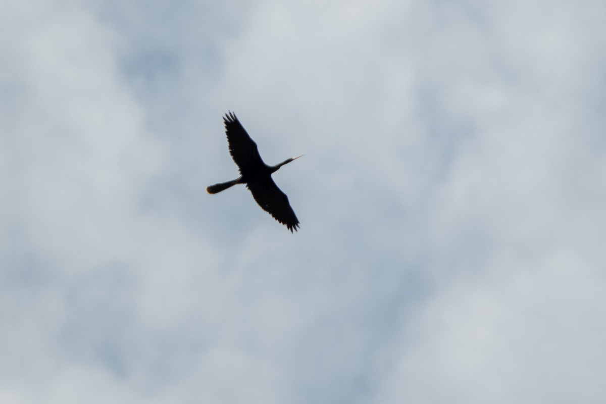 Anhinga - ML639892408