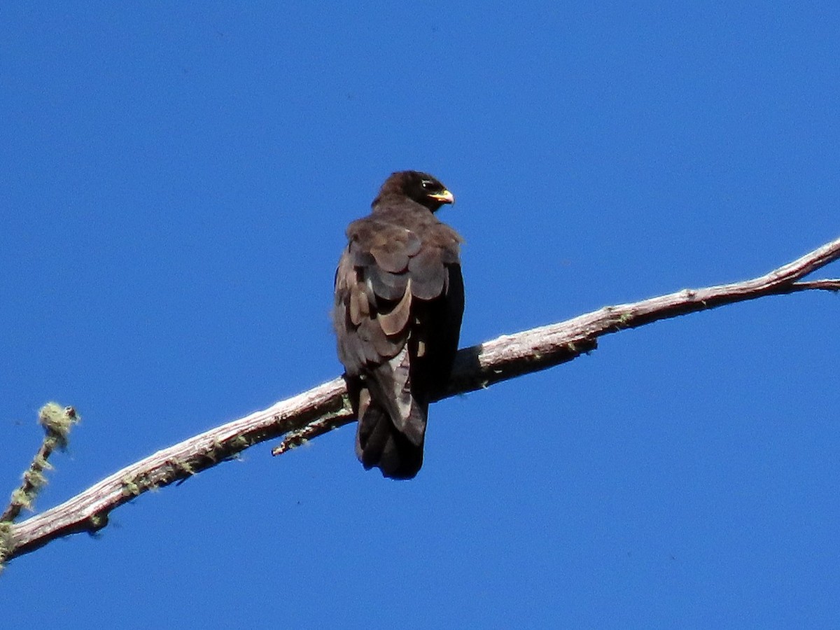 林鵰 - ML639892410