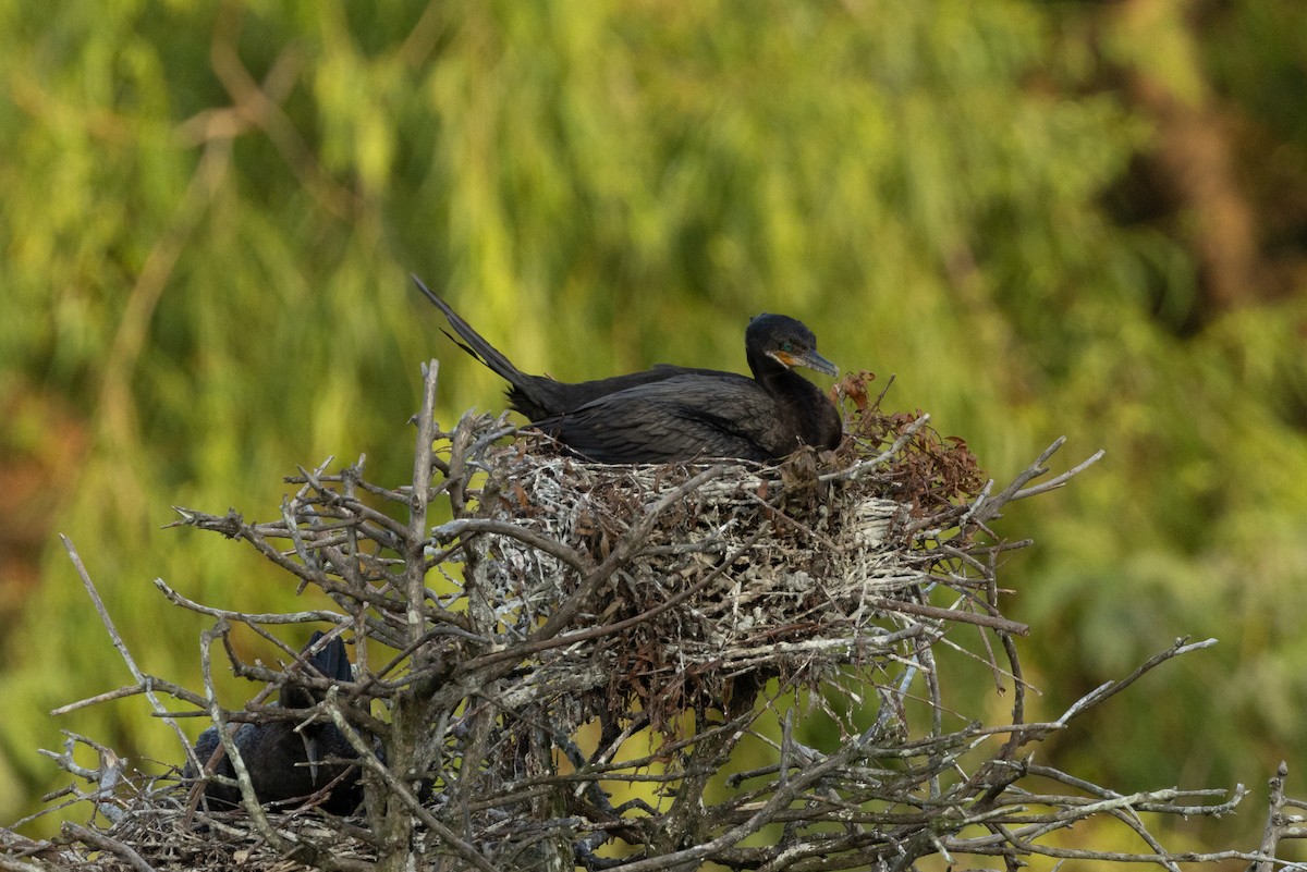 Neotropic Cormorant - ML639892458