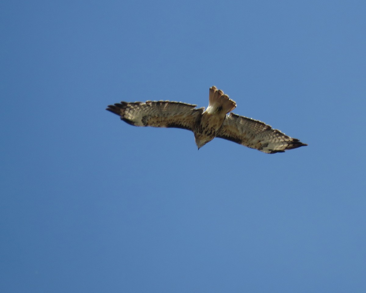 Red-tailed Hawk - ML639892484