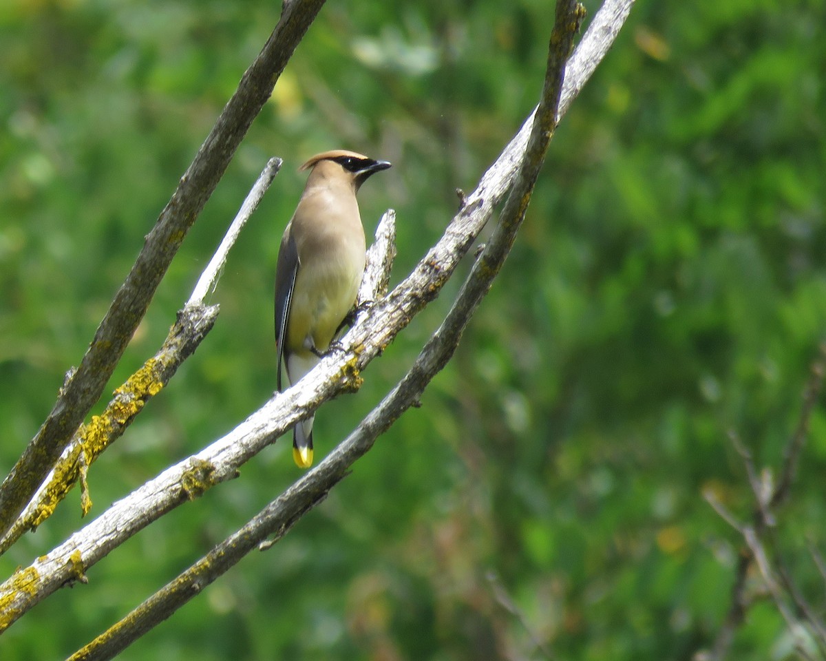 Cedar Waxwing - ML639892487