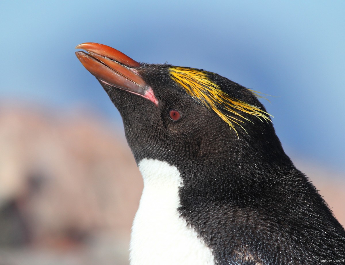 マカロニペンギン - ML639892492