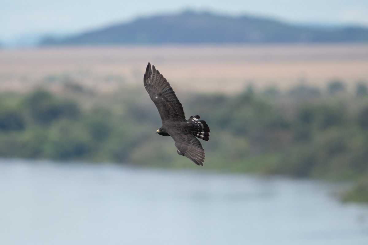 Zone-tailed Hawk - ML639892528