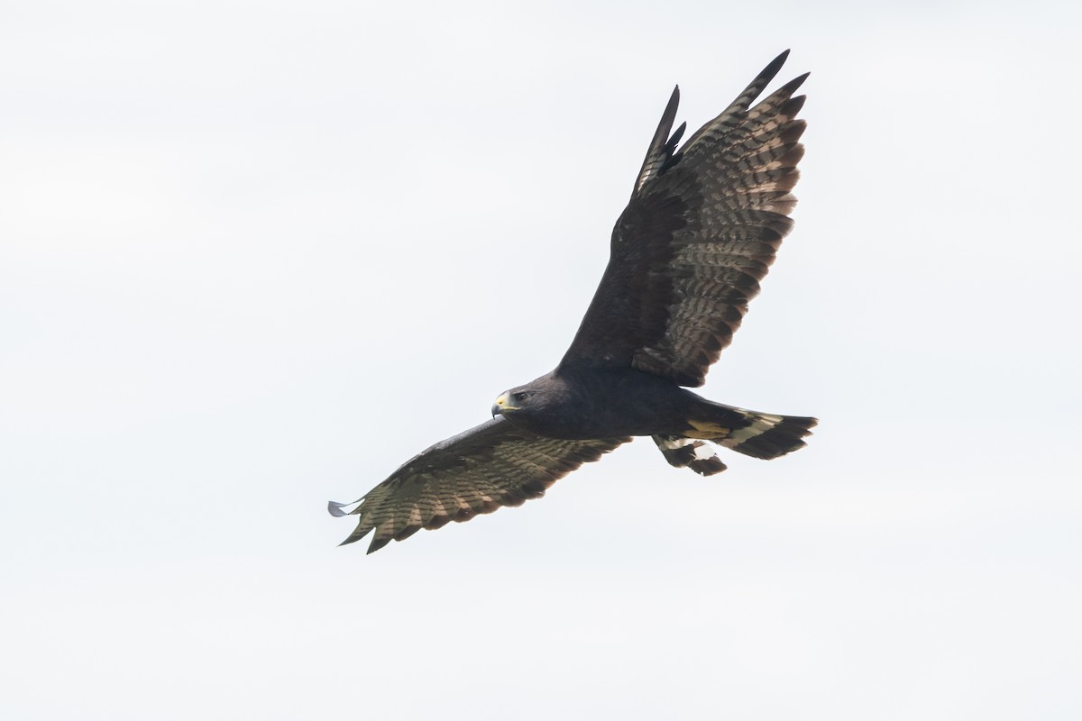 Zone-tailed Hawk - ML639892529