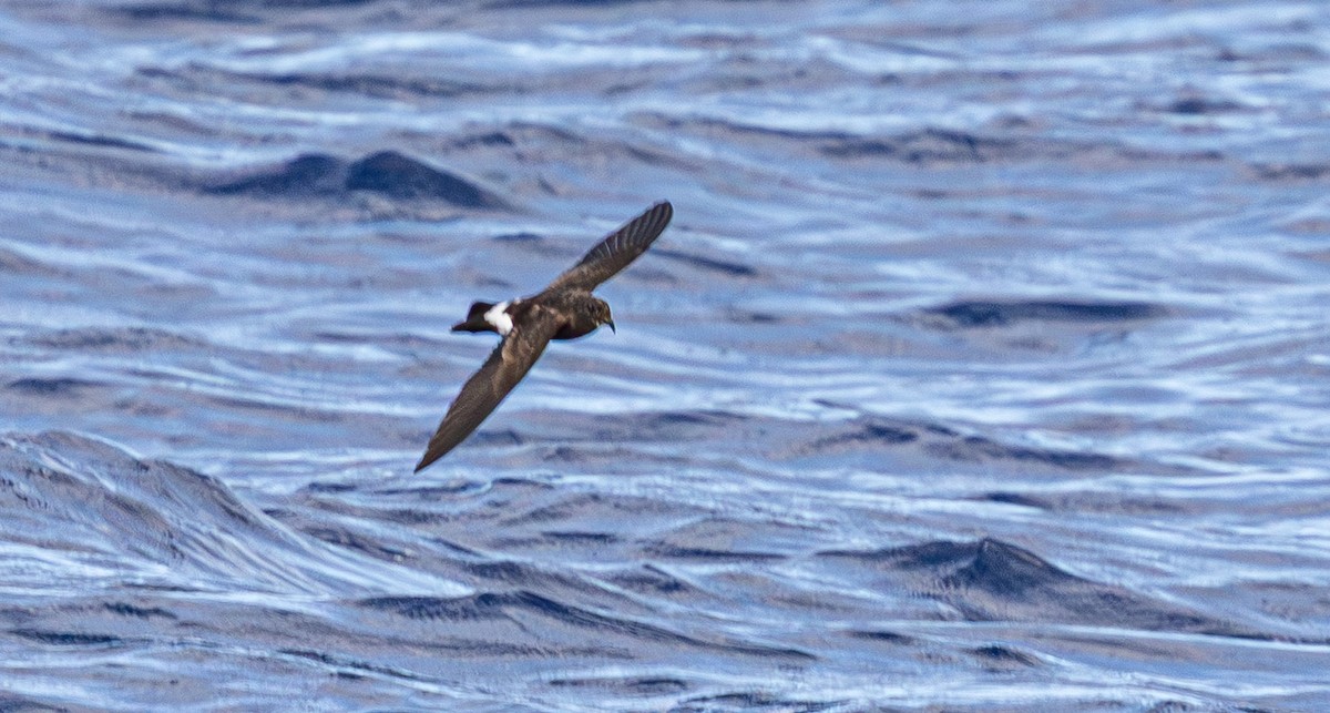 New Caledonian Storm-Petrel - ML639892534