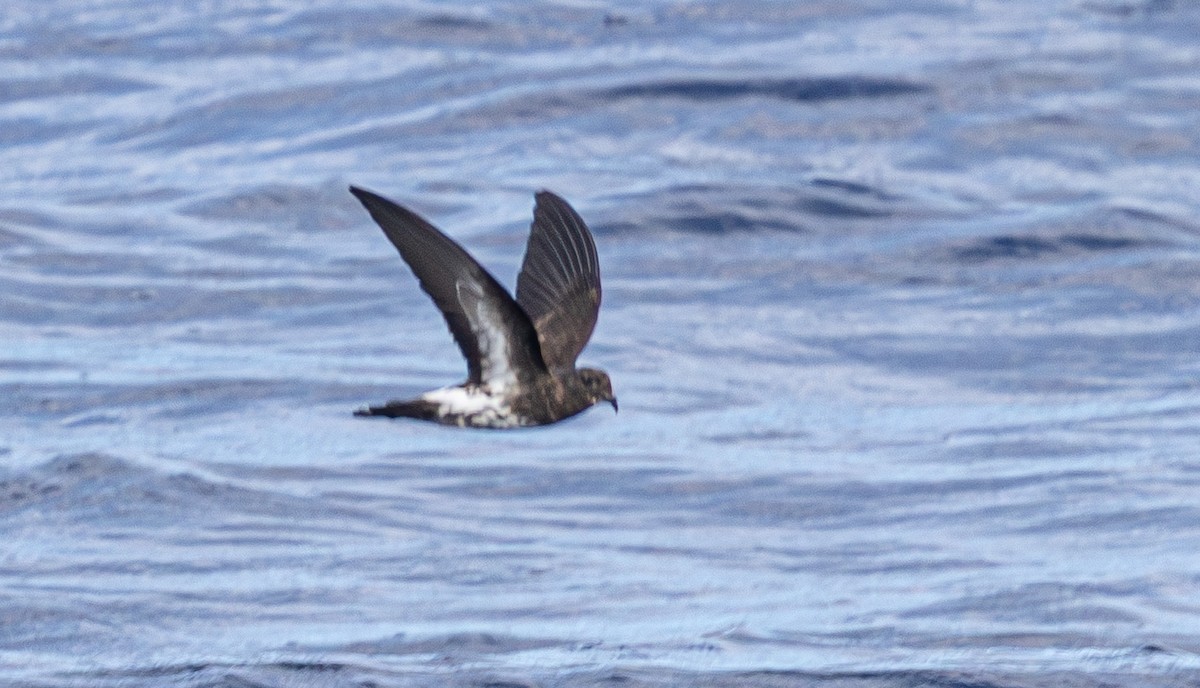 New Caledonian Storm-Petrel - ML639892544