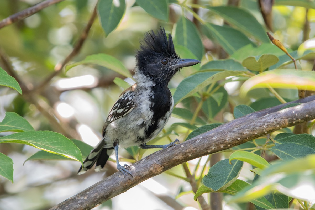 Black-crested Antshrike - ML639892577