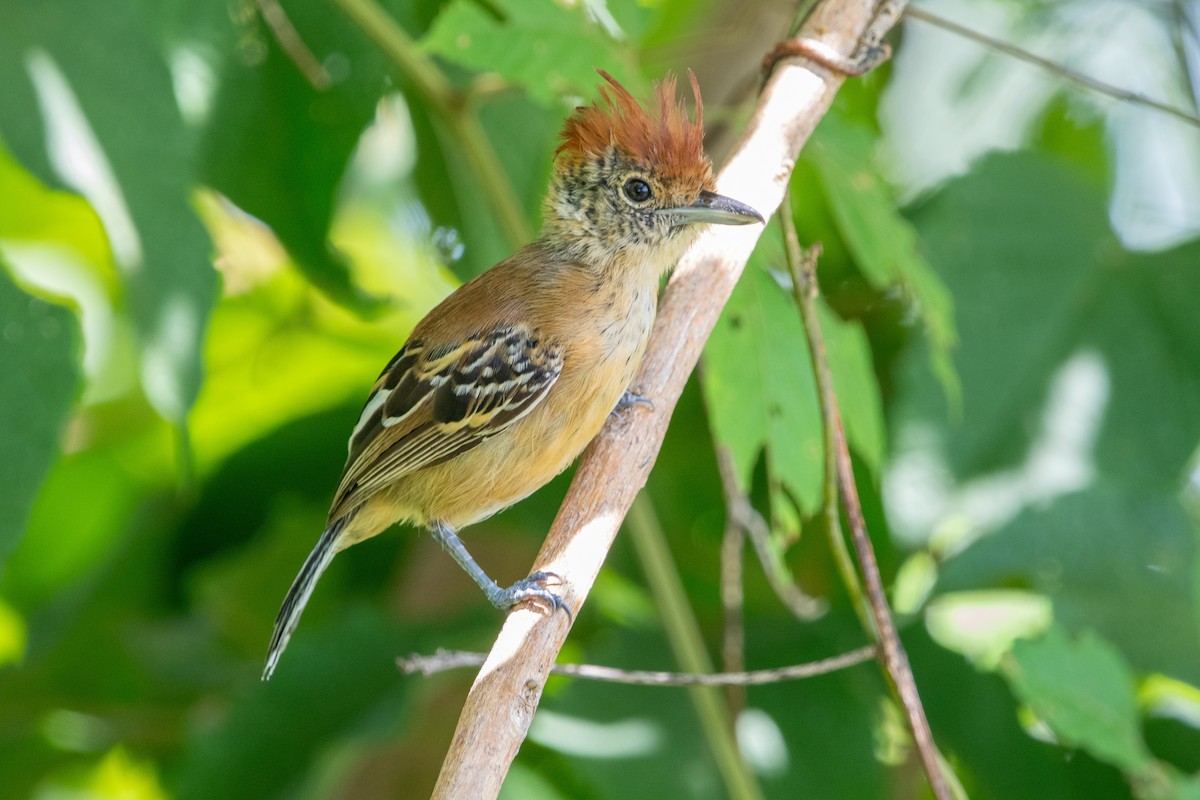 Black-crested Antshrike - ML639892578