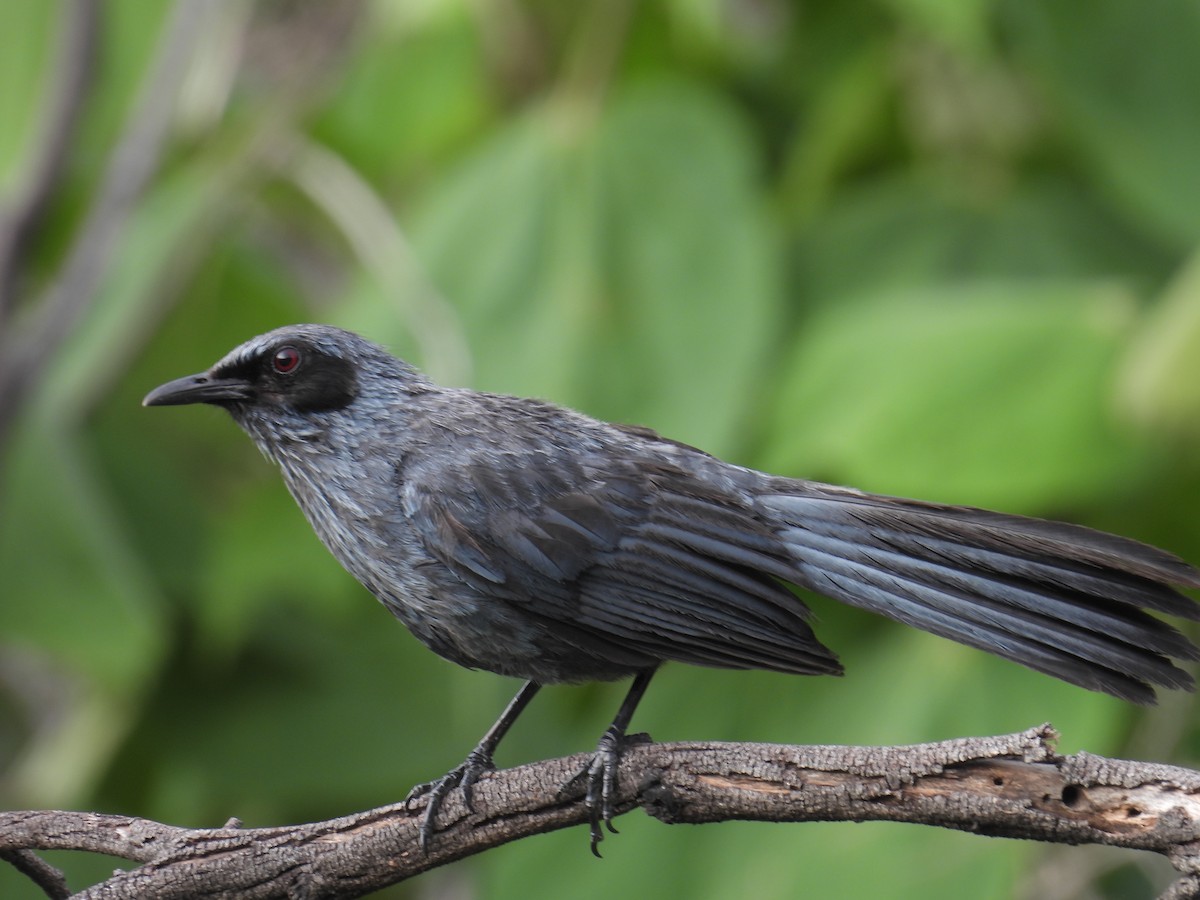 Blue Mockingbird - ML639892586