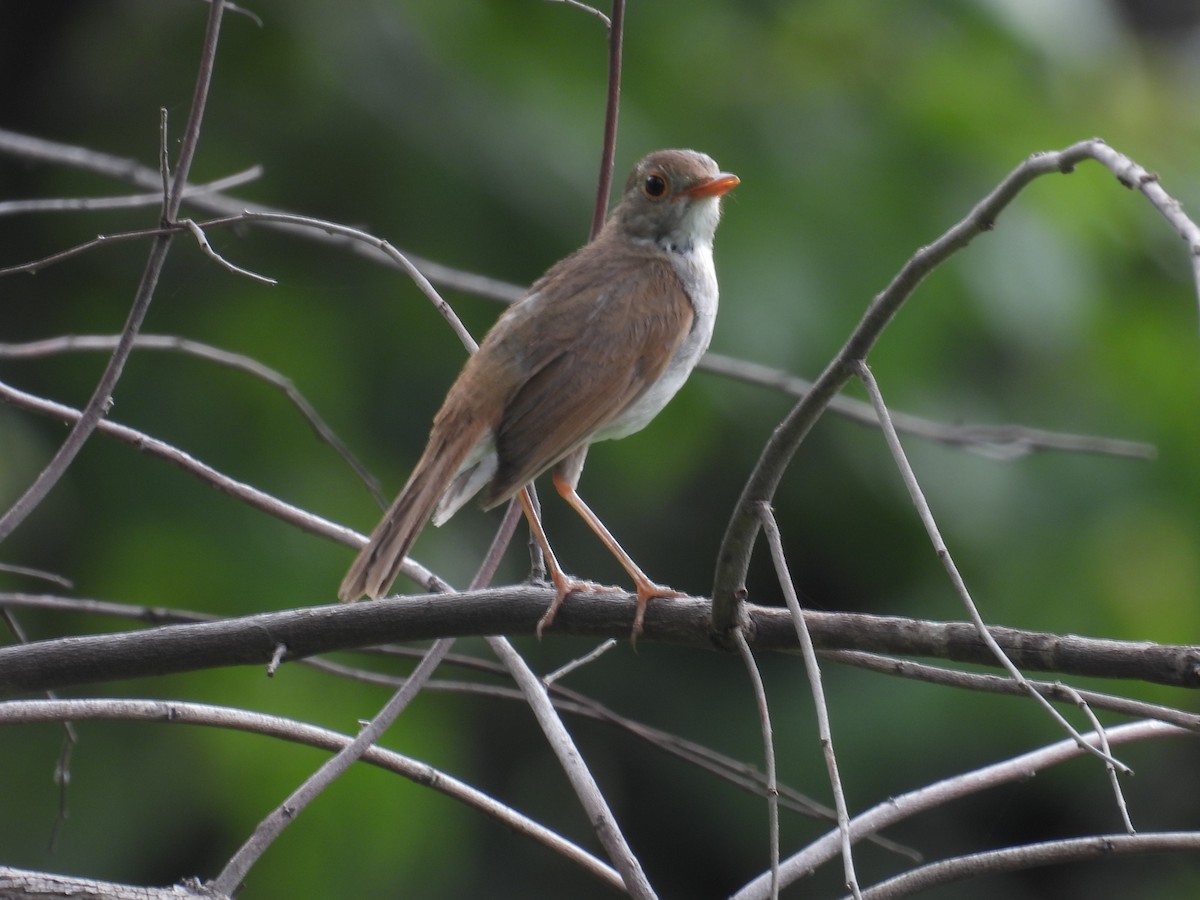 Orange-billed Nightingale-Thrush - ML639892606
