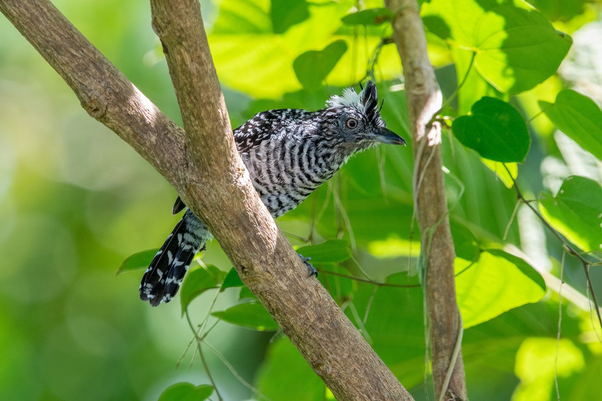 Barred Antshrike - ML639892627