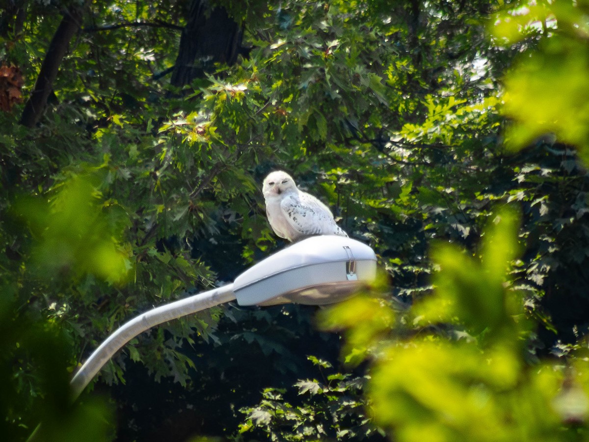 Snowy Owl - ML639892772