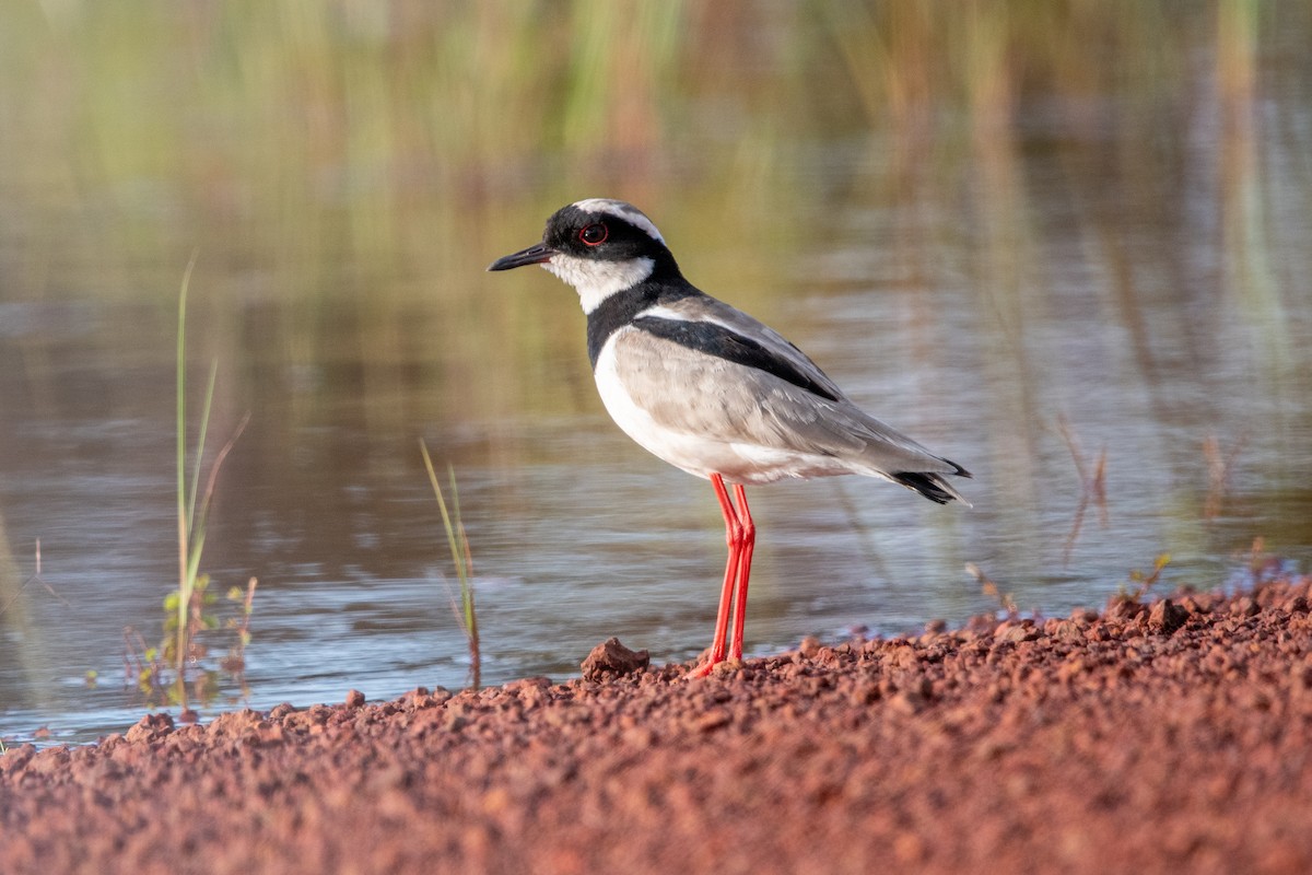 Pied Plover - ML639892823