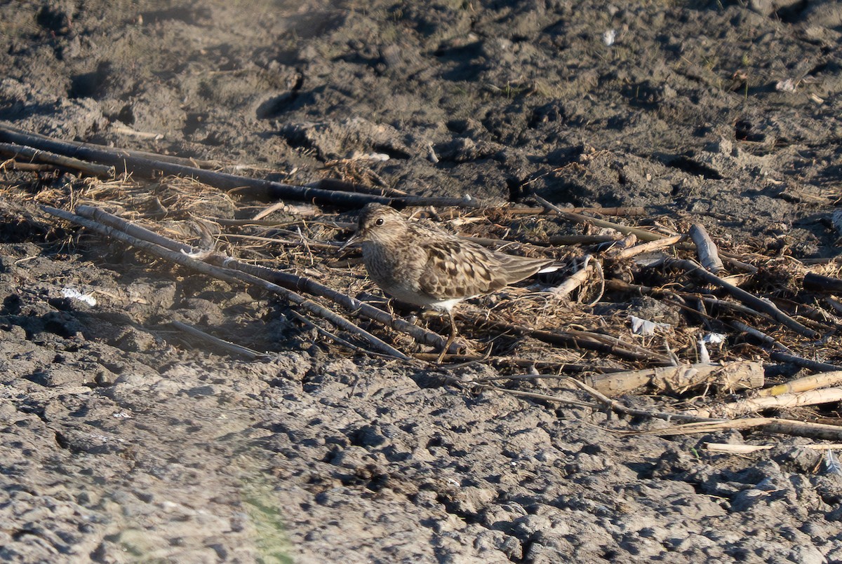 Temminck's Stint - ML639892840