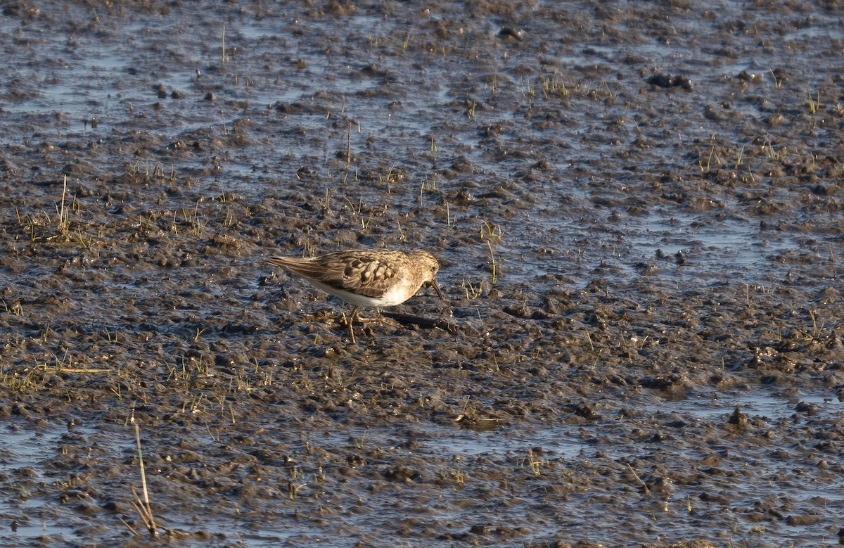 Temminck's Stint - ML639892841