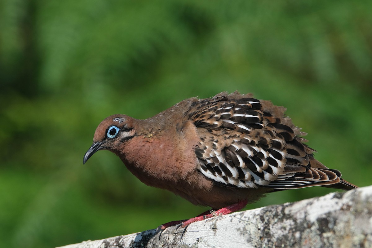 Galapagos Dove - ML639892985