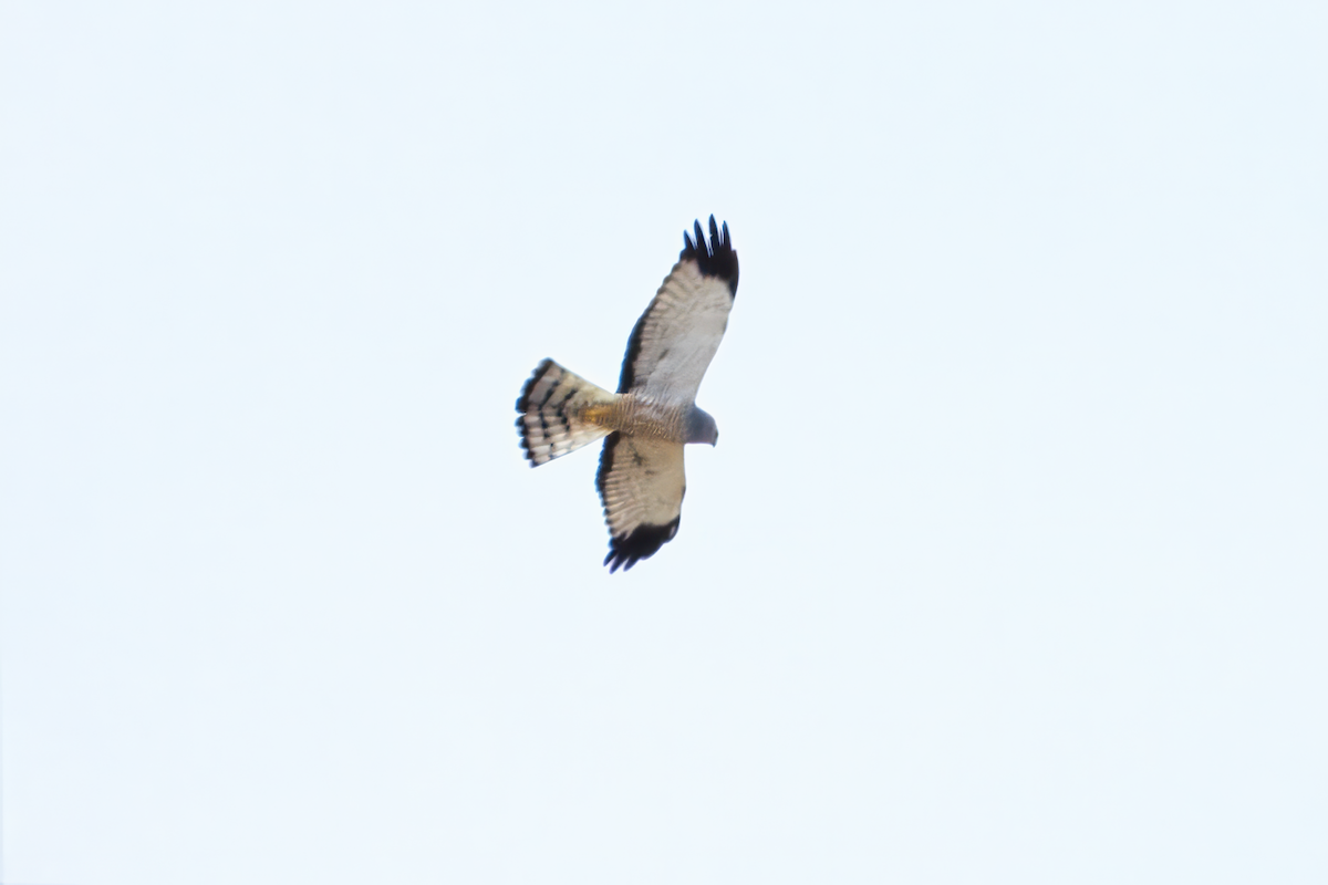 Cinereous Harrier - ML639893015