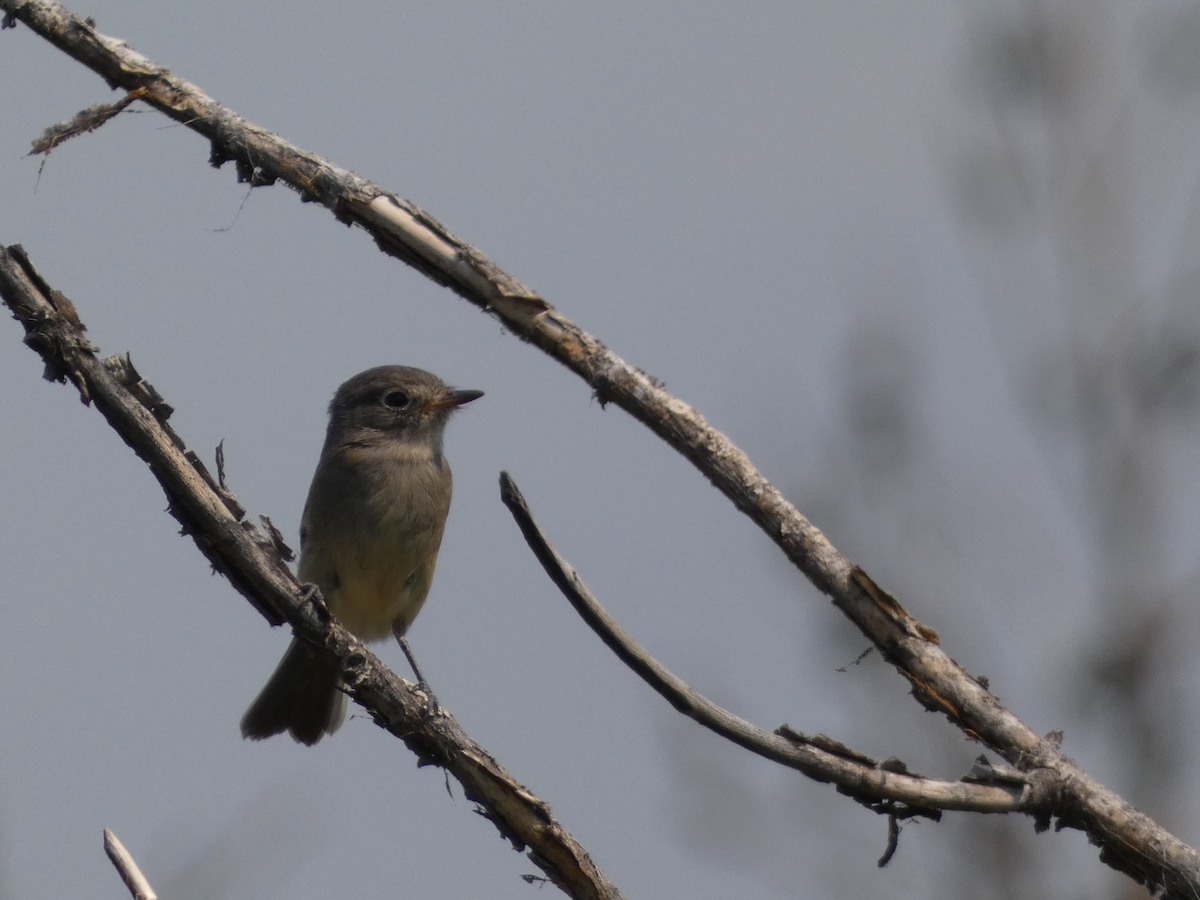 Gray/Dusky Flycatcher - ML639893078