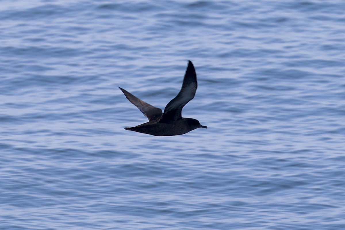 Sooty Shearwater - ML639893121