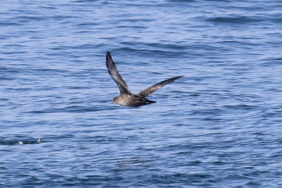 Sooty Shearwater - ML639893122