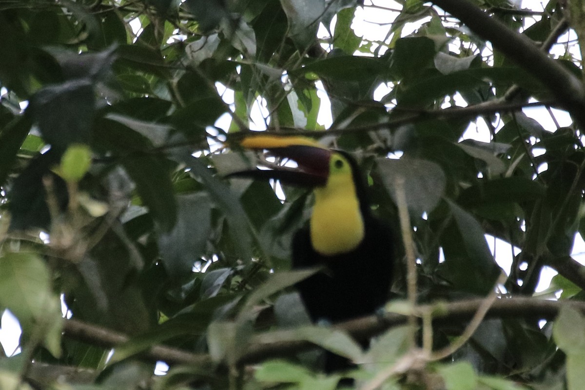 Yellow-throated Toucan (Chestnut-mandibled) - ML639893138